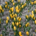 thumbnail image 6 of Yellow Giant Crocus Flower Bulbs - 25 Bulbs per Pack - Deer Resistant - Good For Indoor Forcing - Naturalizing - Perennializing - Easy to Grow Live Plants - Outdoor Garden, 6 of 8