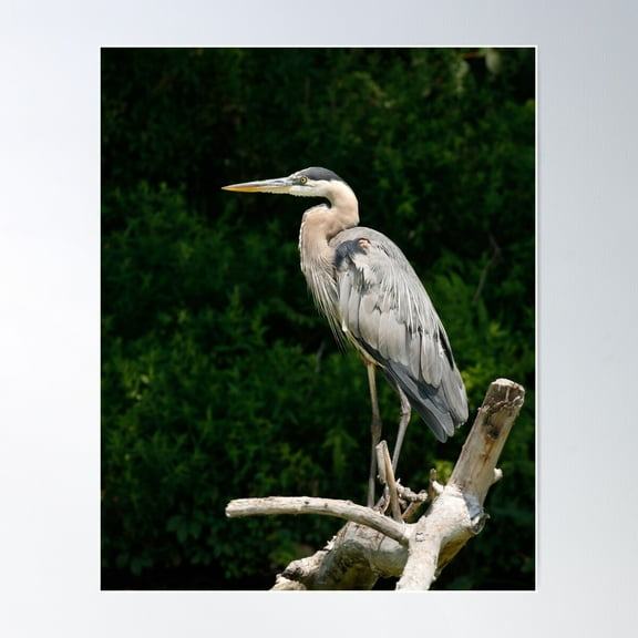 Great Blue Heron Profile Poster Wall Art, Modern Wall Decor For Living Room Bedroom, 8x12 UNFRAMED