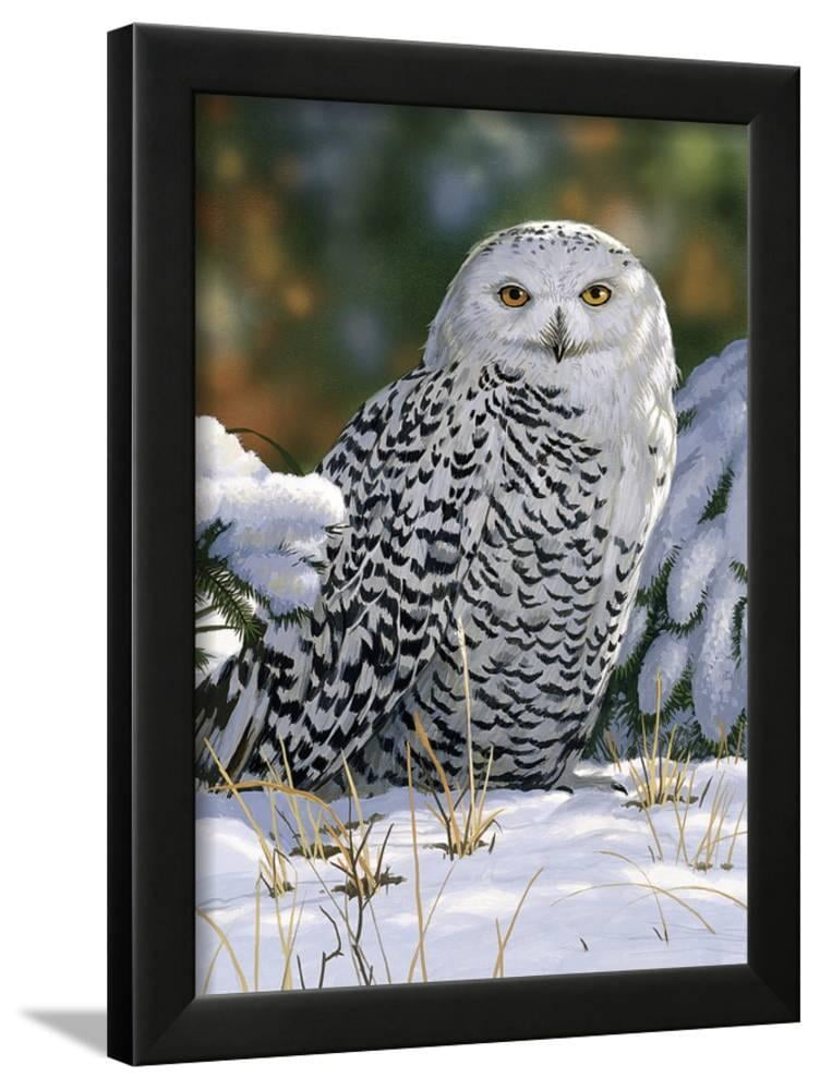 Snowy Owl, Animals Seasons Framed Art Print Wall Art by William