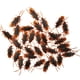 thumbnail image 4 of 100 piezas de juguete de cucaracha accesorios de Halloween suministros de fiesta divertidas figuras de animales de Halloween regalos para niños perfecl Juguetes de cucarachas falsas, 4 of 7