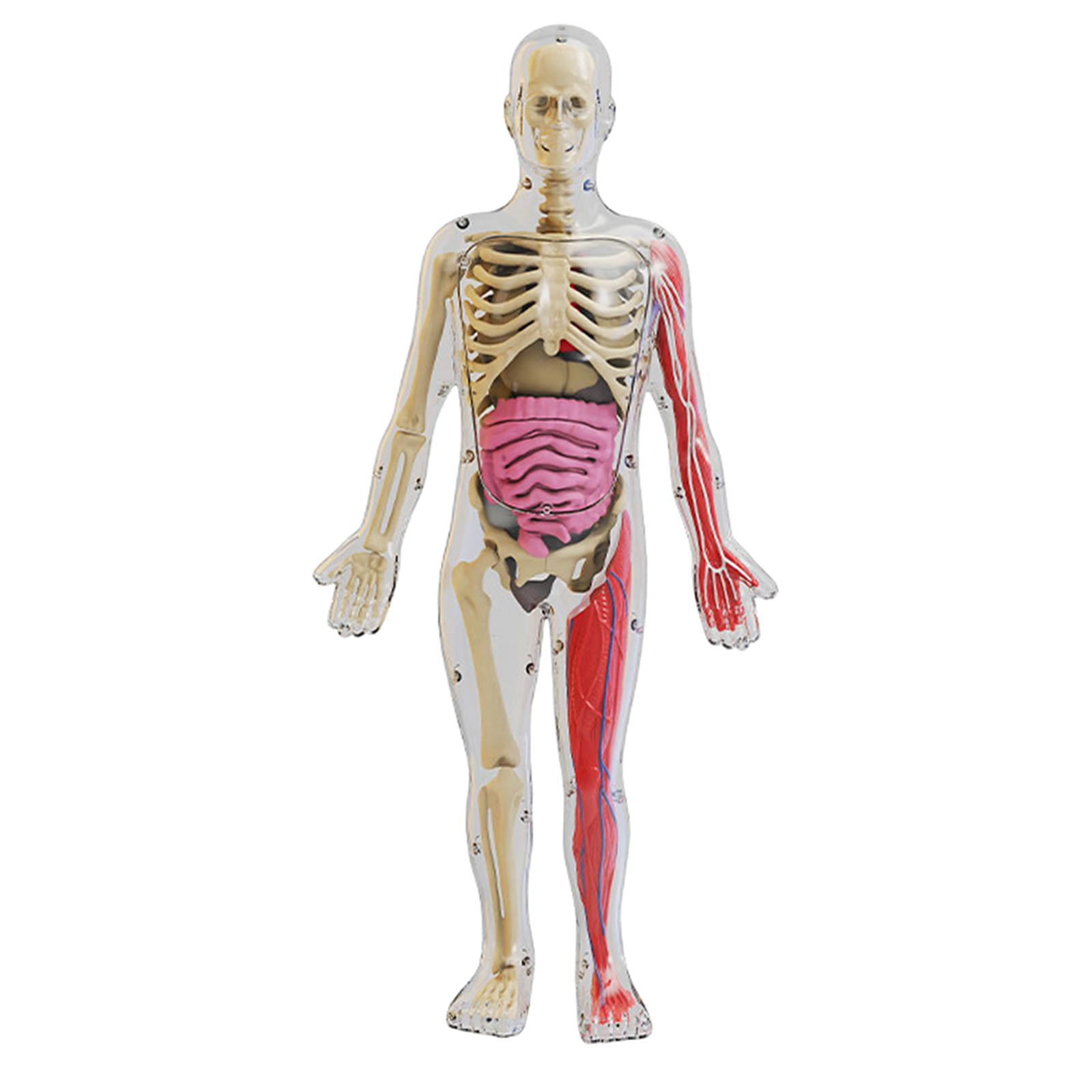 órganos De La Anatomía Del Cuerpo Humano Elementos Infográficos De órganos De La Anatomía Del Cuerpo Humano Elementos Infográficos De