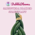thumbnail image 2 of lorida House Plants Braided African Spear Plant 4" Sansevieria Live Plants in 4" Plastic Pot, 2 of 8
