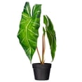 thumbnail image 1 of 24" Green Alocasia Zebrina Potted, 1 of 1