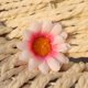 thumbnail image 1 of 4 cm de dos capas de pequeño crisantemo girasol simulación de girasol flor crisantemo cabeza de flor, 1 of 6