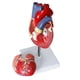 thumbnail image 4 of Human Heart Model 2-Part Deluxe Life Size Human Heart Replica With 34 Anatomical Structures Held Together With Magnets, 4 of 5