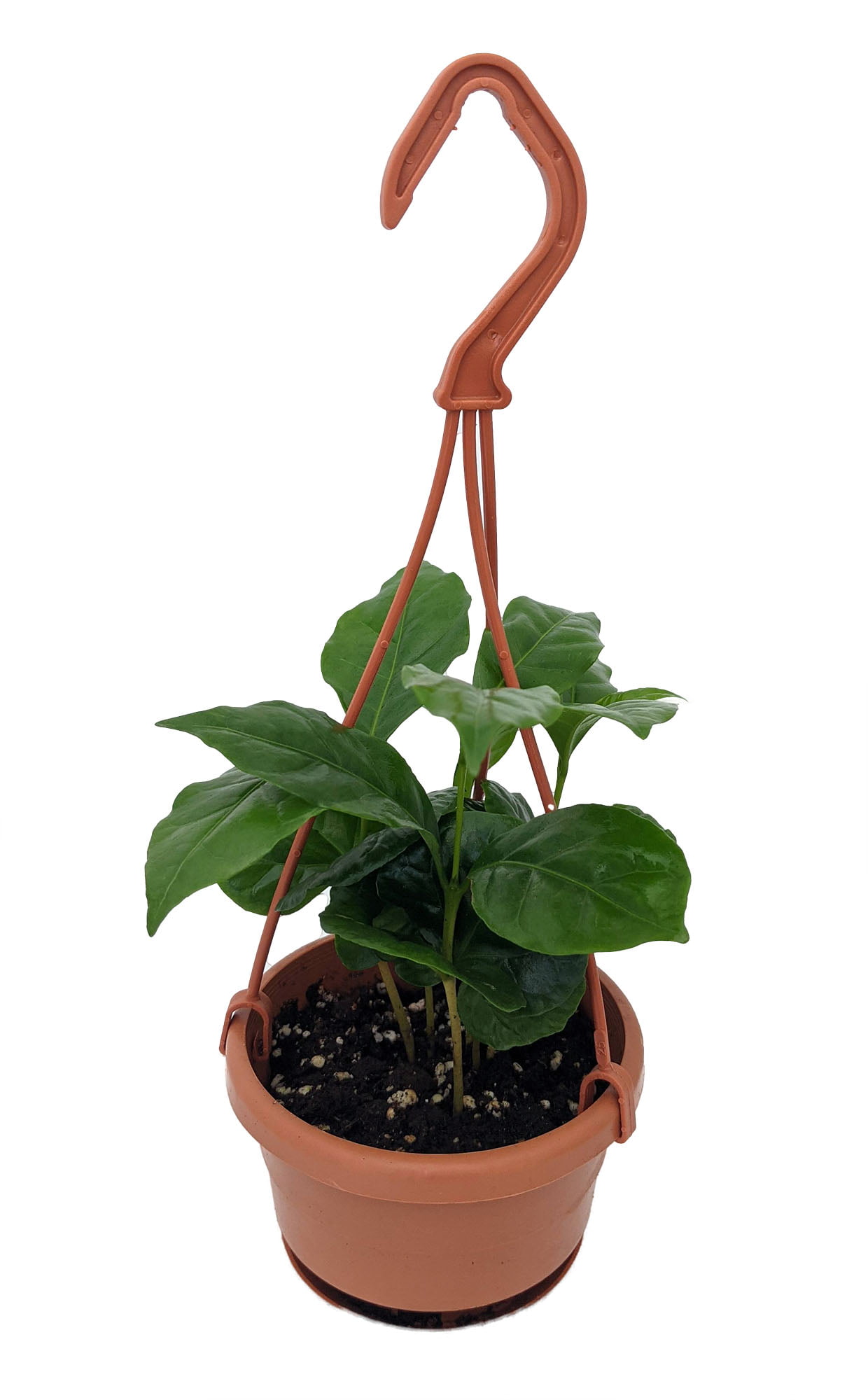 Coffea Arabica Bonsai Seeds Plants Coffee Bean Tropical Tree Perennial 15pcs