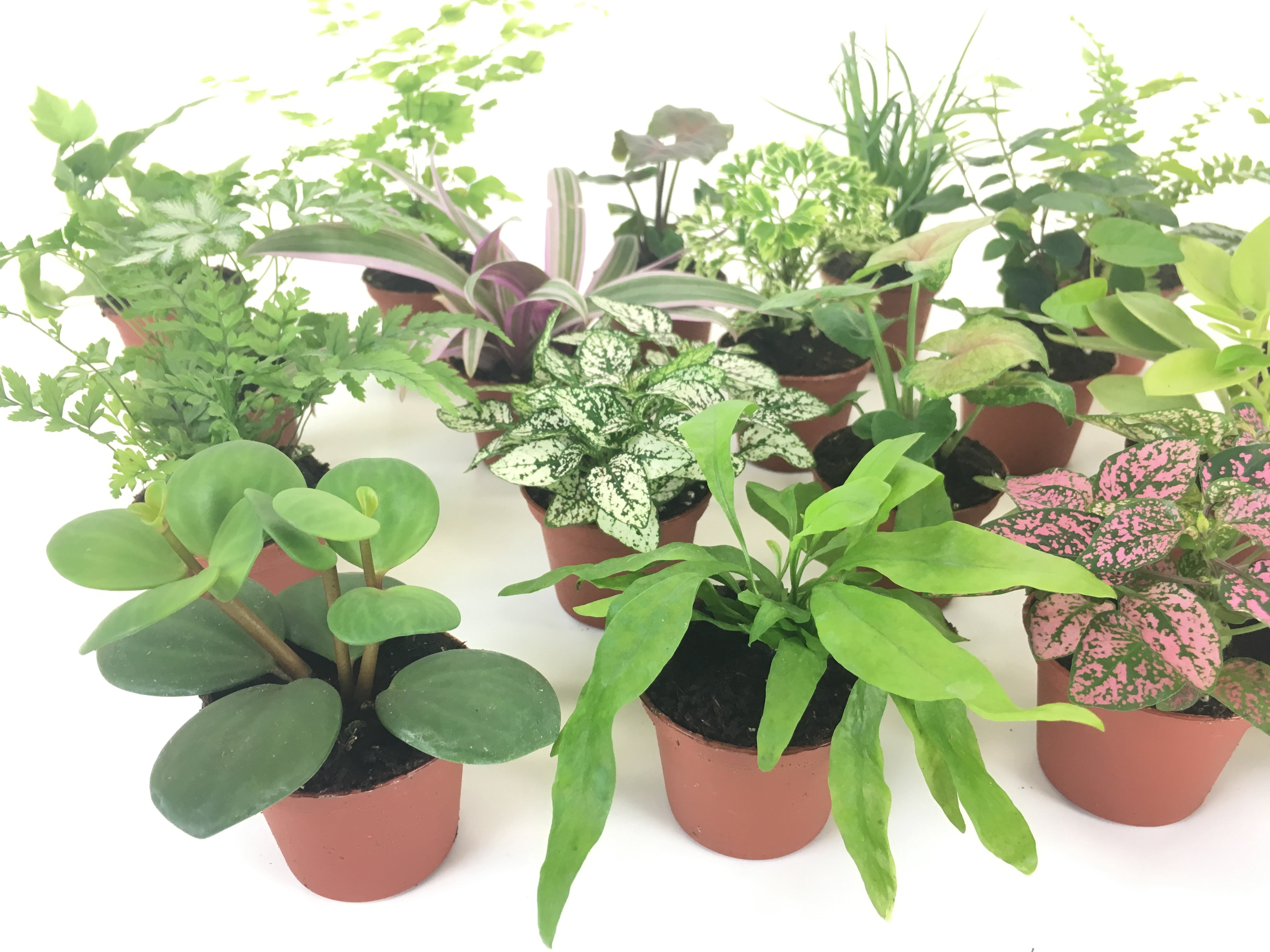Mini Terrarium Plants (6 Plants) (2" Pots) Fairy Garden Plants Assorted Varieties