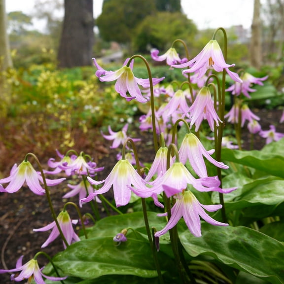 Seedville 10 Pink Fawn Lily/ Mahogany Fawn Lily Flower Seed