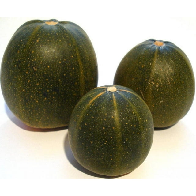 35 Sweet TATUME SQUASH Cucurbita Pepo Calabash Calabacita Mexican Zucchini Seeds