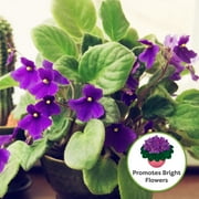 Perfect Plants African Violet Soil 2qt. - Hand Mixed Organic Plant Mix for Potted Violets