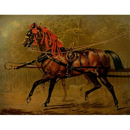 The Book of the Horse 1880 A state carriage horse Canvas Art - Unknown (18 x 24)