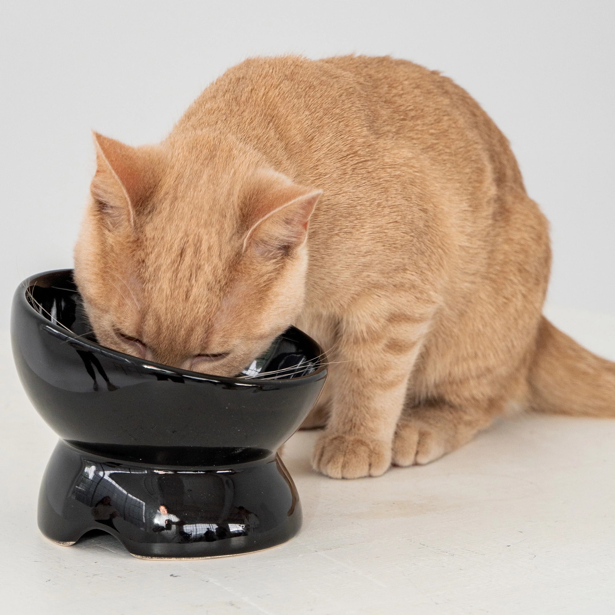 Dexypaws: Elevated Ceramic Cat Bowl - Black - 7oz, Pet Feeding Dish, Meals, Food & Water, Ergonomic Height, Tilted & Raised, Stylish Glossy Design