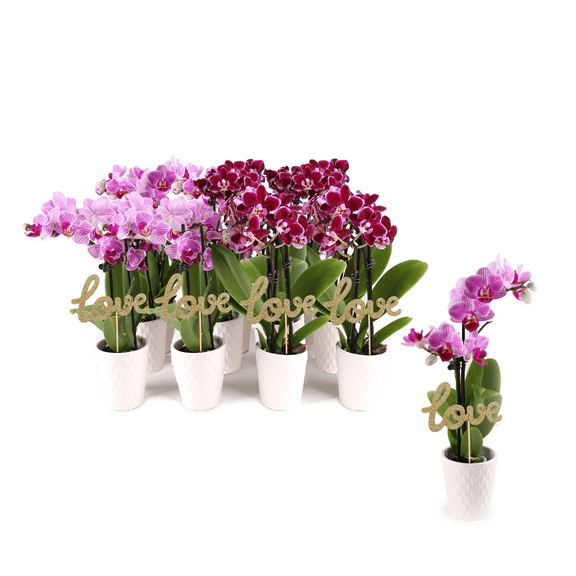 12-Pack Mini Valentine Orchids (Pink & Purple) in Evi 2.5” Ceramic Planters