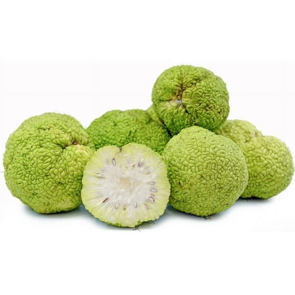 Bossplant 10 Maclura Pomifera Monkey Ball Tree Seeds
