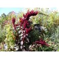 thumbnail image 4 of 250 BURGUNDY AMARANTHUS Hypochondriacus Amaranth Grain Vegetable Flower Seeds, 4 of 5