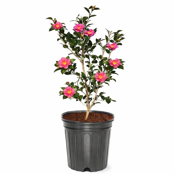 Expert Gardener 1-2 ft. tall Sasanqua'Kanjiro' Camellia Tree in 3- Gallon Grower Pot