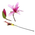 thumbnail image 2 of Cat Wand Faux Feather - Interactive Bell Kitten Teaser Toy Pet Pole Wand for Cat, 2 of 5