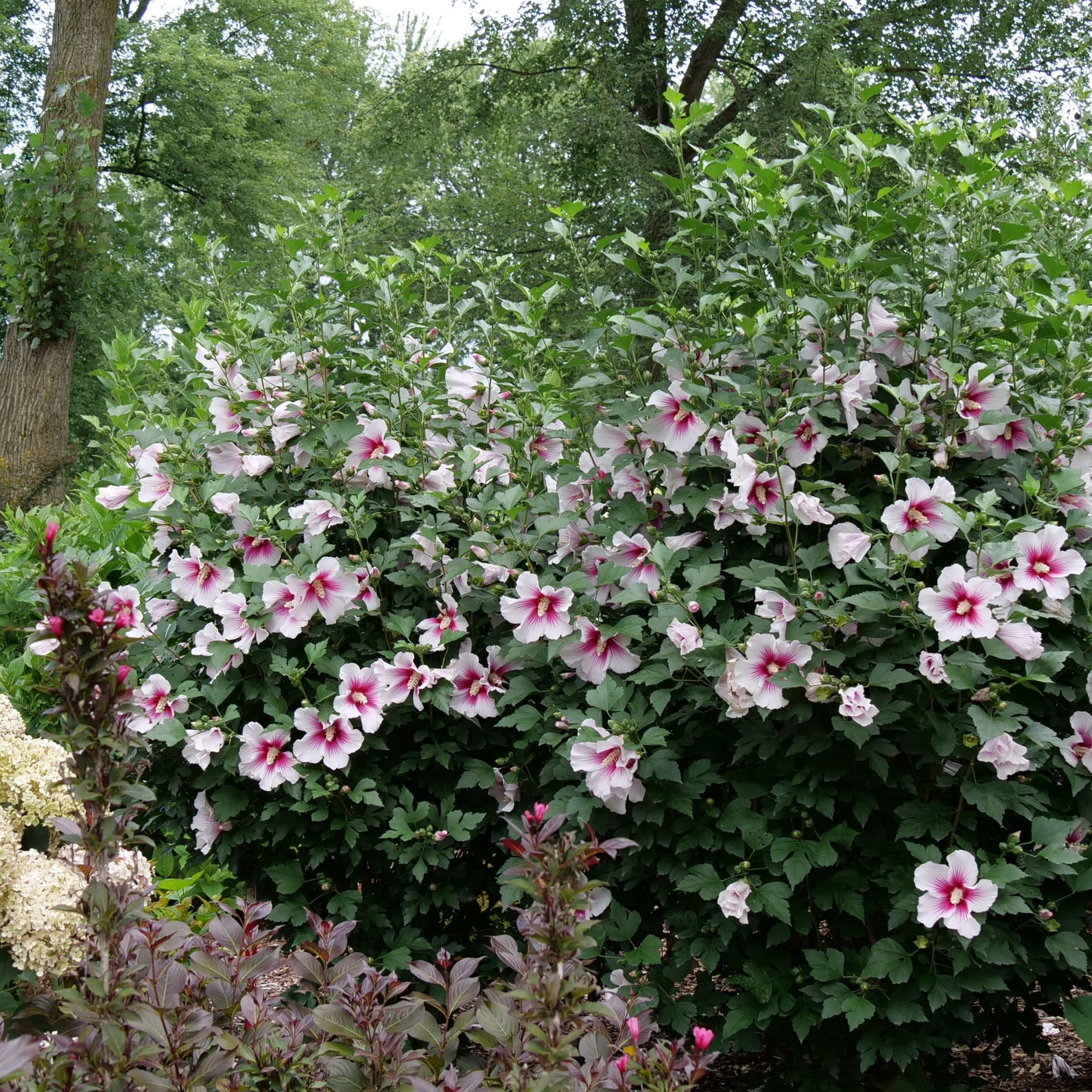 Proven Winners ColorChoice 5" White Paraplu Pink Ink Rose of Sharon Live Plant in 4.5" Pot (4 Count)