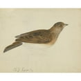 thumbnail image 2 of James Sowerby 18x15 Gold Ornate Wood Frame and Double Matted Museum Art Print Titled - Eurasian Skylark, 2 of 4