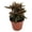 3 Plants, variant on Dragon Tongue Plant - 1 Live Starter Plant - Hemigraphis Repanda - Exotic Textured Decorative Foliage Tropical Houseplant