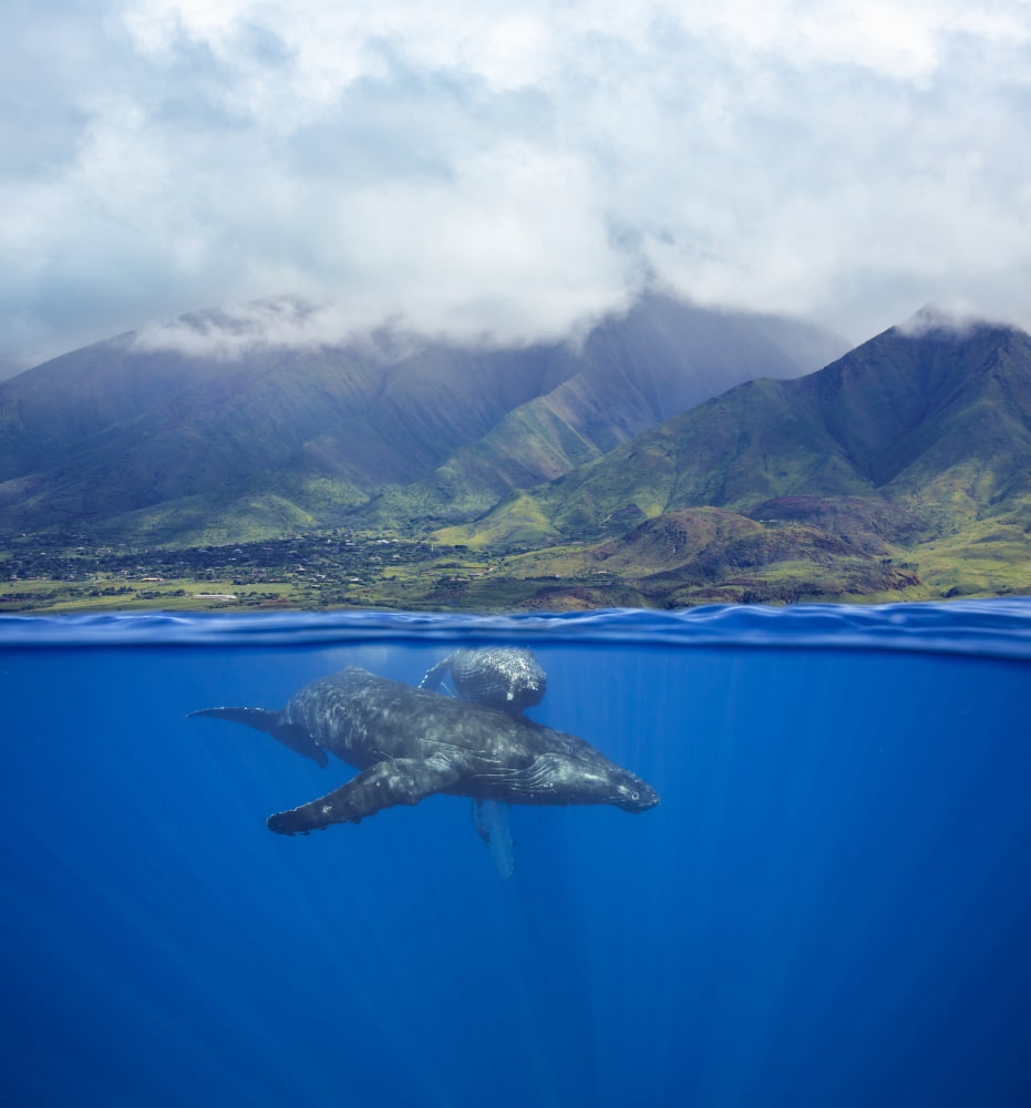A split image of a pair of humpback whales (Megaptera novaeangliae) underwater in front of the West Maui Mountains just south of Lahaina Maui Hawaii United States of America Canvas Art - Dave Fleetham