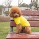 thumbnail image 3 of Perro T Shirt Transpirable Pet Shirt Dog Sports Shirt Ropa de perro Abrigo Adecuado para perros pequeños y medianos y gatos, 3 of 3