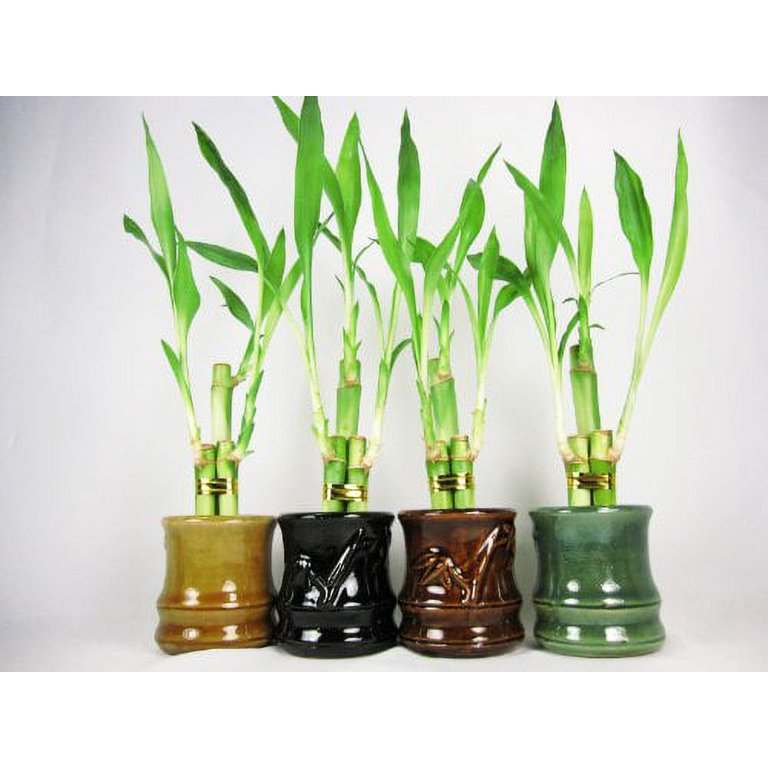 Jmbamboo Live Lucky Bamboo Plant – 5 Stalk Braided Arrangement In 4” Ceramic Vase