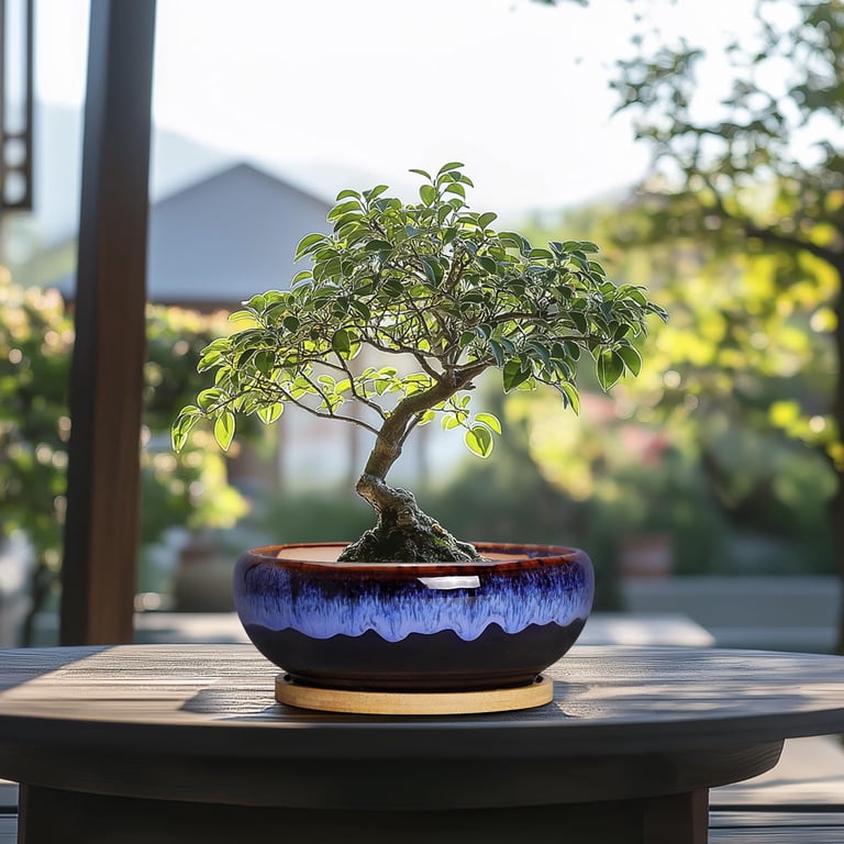 7 Inch Round Ceramic Succulent Planter with Bamboo Tray photo 7