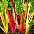 thumbnail image 2 of Beta Vulgaris Swiss Chard Garden Seed Mix For Herb or Vegetable Gardens - 2000 Seeds, 2 of 3