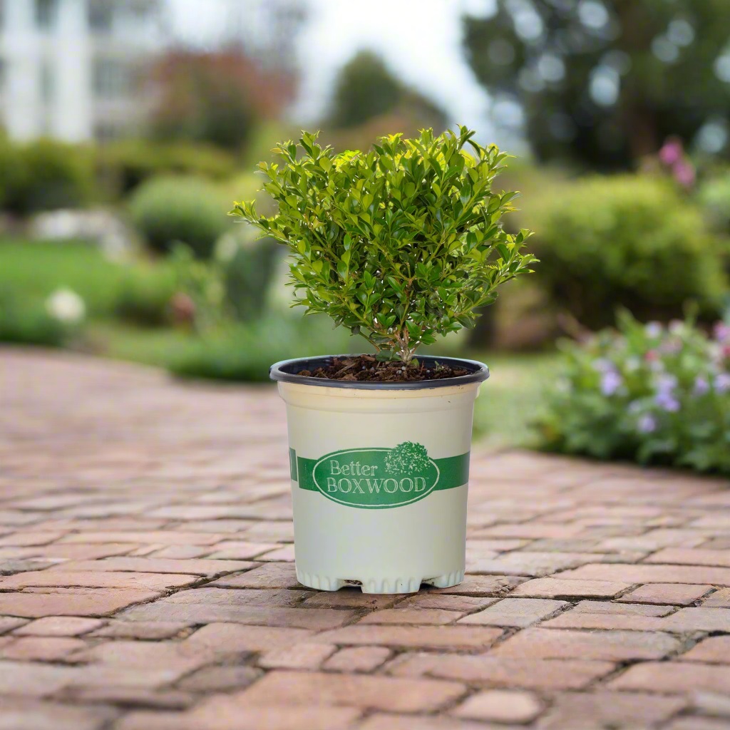 Better Boxwood Heritage (2.5 qt.) Evergreen Full Sun Perennial