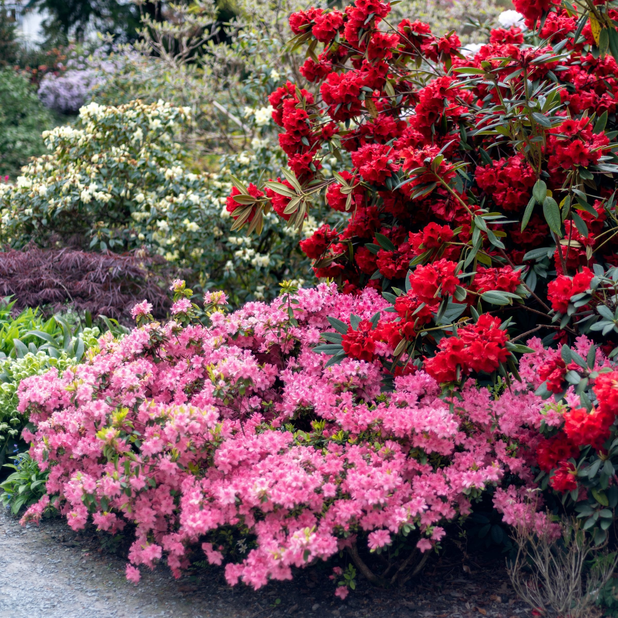 Live Shrub 3 gal Azalea 'Pink Ruffles' with Partial Sunlight
