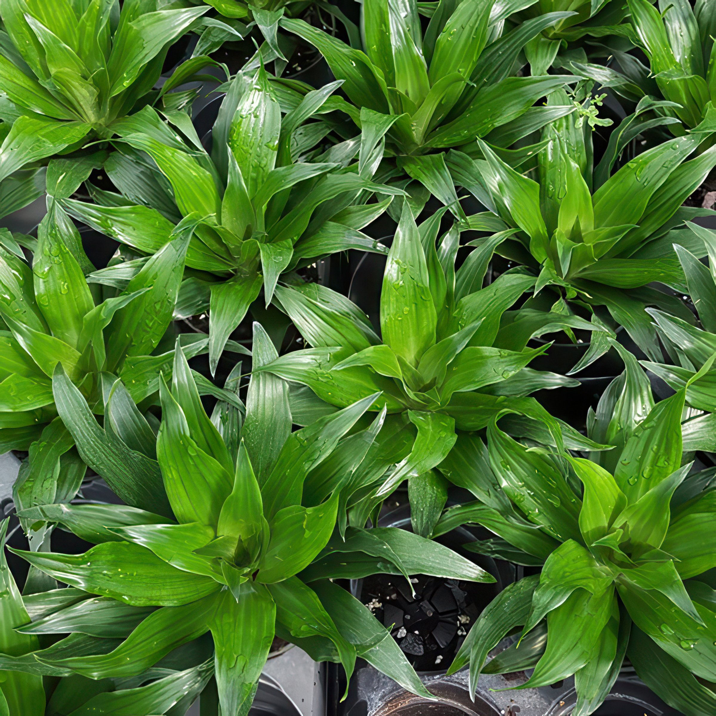 6 in. Dracaena Janet Craig Compacta Plant in Grower Container