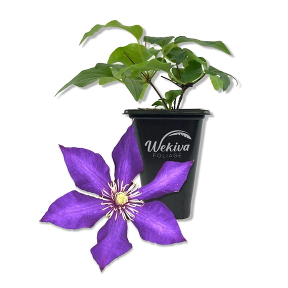Clematis Daniel Deronda - Live Starter Plant in a 2 Inch Growers Pot - Starter Plants Ready for The Garden - Rare Clematis for Collectors
