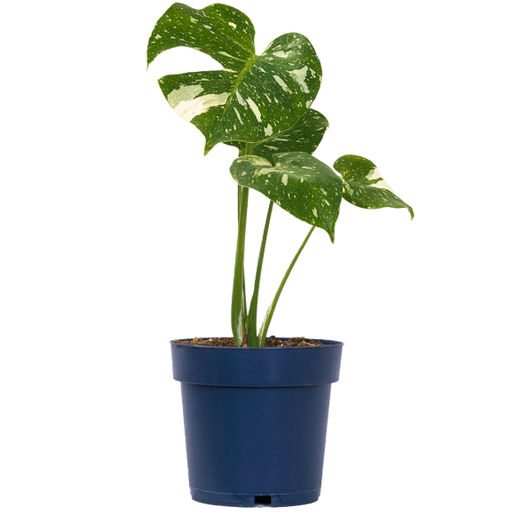 Plante de Fromage Suisse Variée / Constellation Thaïlandaise Monstera Deliciosa (m) Plantes Vivantes dans un pot de Culture de 6 Pouces