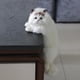thumbnail image 5 of Juguetes de peluche, muñecos de , juguetes de peluche, almohada suave pa mascotas, 30 cm, simulación de gato, modelo de animal, decoraciones Derecha Colco muñeca de gato para niños, 5 of 8