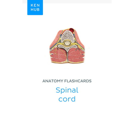 Anatomy flashcards: Spinal cord - eBook (Best Spinal Cord Stimulator)
