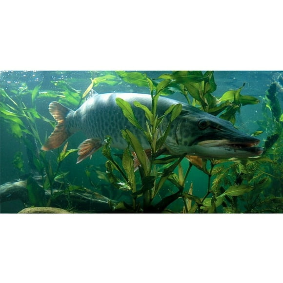 Musky Fish Under Water Photo License Plate