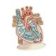 thumbnail image 5 of Modelo de Corazón Anatómico Estructuras Anatómicas 2D Tablero Anatómico Plano Ayuda de Aprendizaje Modelo de Corazón Humano para Estudio Científ, 5 of 9