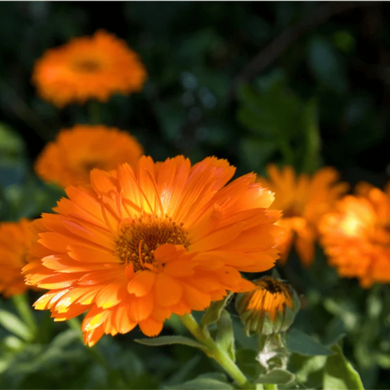 50 Orange Calendula Flower Seeds, Perennial