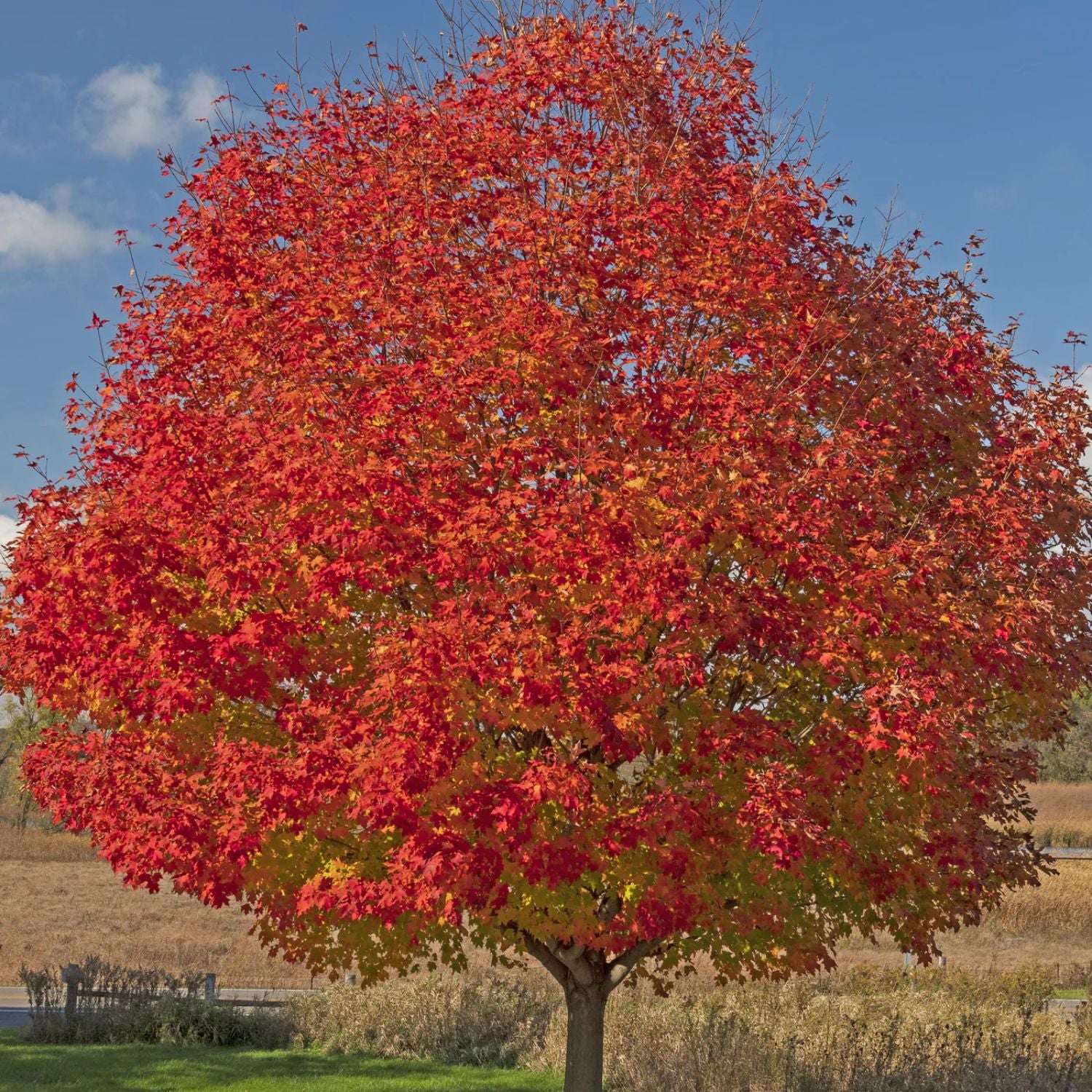 Expert Gardener 2-3 ft. tall Celebration Maple Live Tree in 5- Gallon Grower Pot