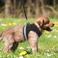 thumbnail image 4 of TETOU Cat Harness and Leash Set for Walking Adjustable Vest with Reflective Strap for Pet Kitten Puppy, 4 of 8