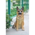 thumbnail image 2 of Hi-Line Gift 87766-S Small German Shepherd Sitting Statue, 2 of 2