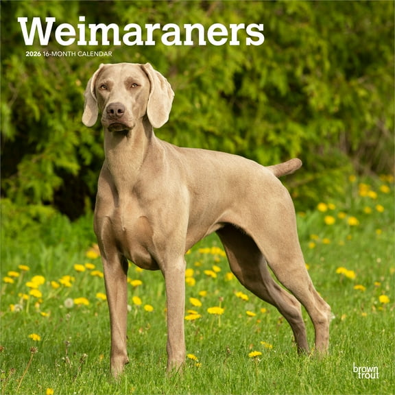 Weimaraners | 2026 12x24" (Hanging) Wall Calendar | Plastic-Free | BrownTrout