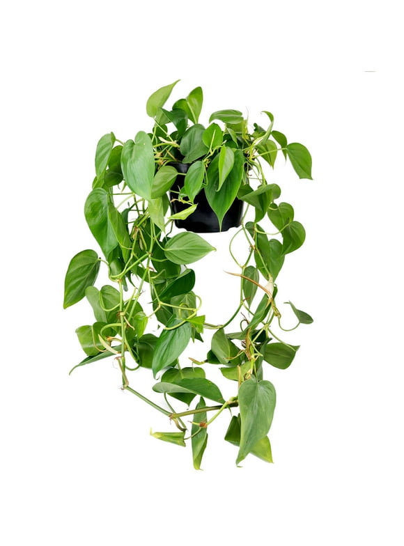 Philodendron in Indoor Plants