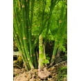thumbnail image 3 of 100 MARY WASHINGTON ASPARAGUS Officinalis Perennial Vegetable Seeds, 3 of 11