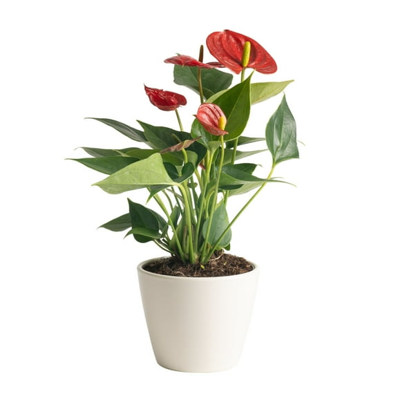 Costa Farms 10" Tall Red Anthurium Live House Plants in 4" Décor Pot