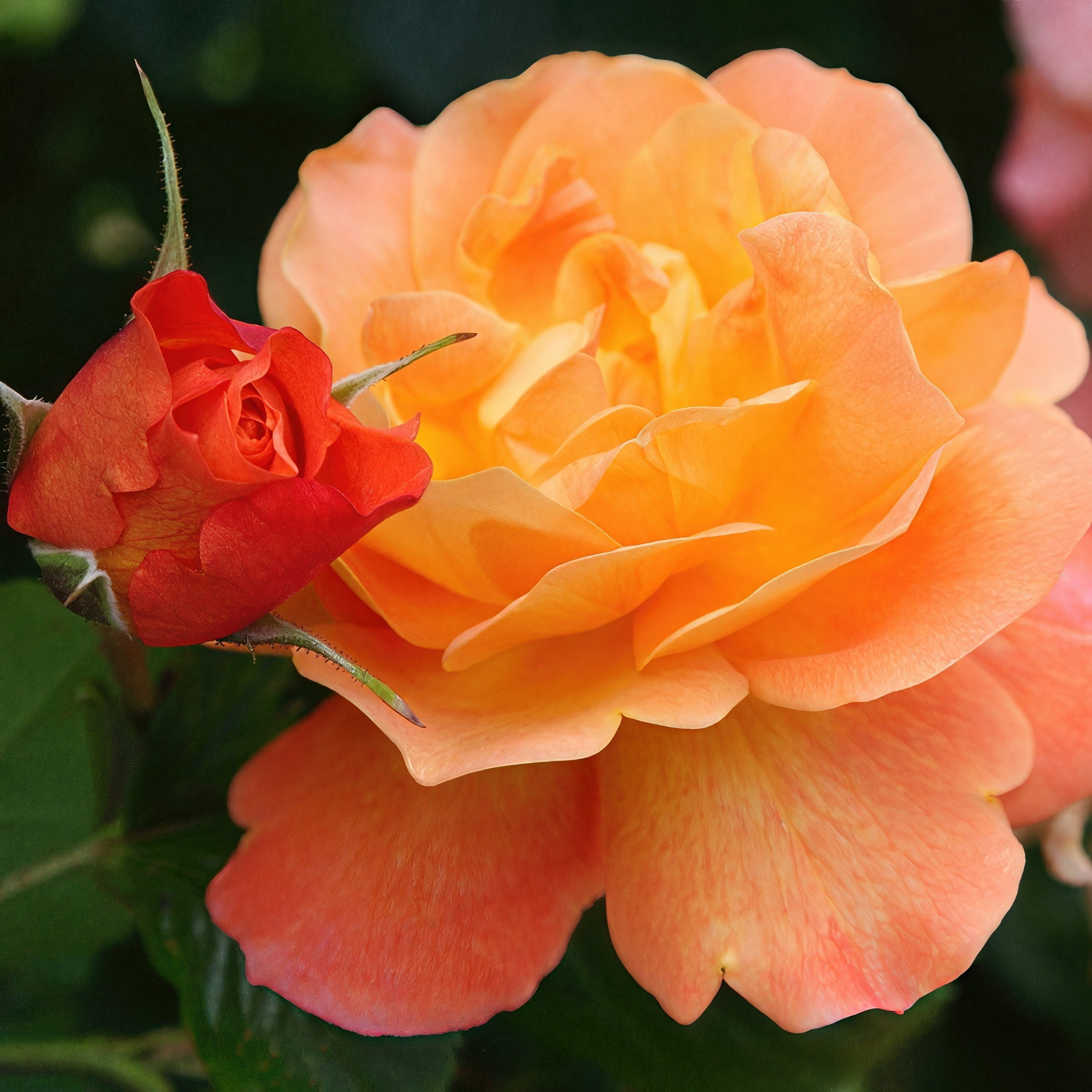 National Plant Network Bare Root Pinata Rose with Multicolor Flowers