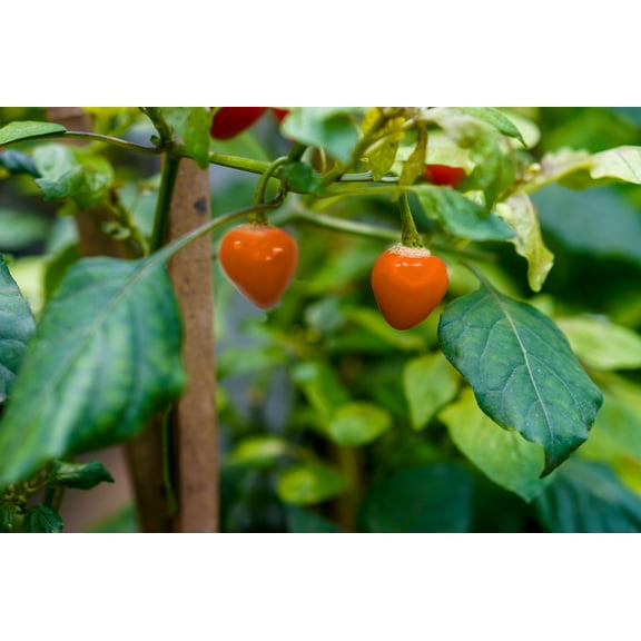 Pepper Seed Pack = =Golden Nugget Pepper- 10 Seeds -Loads of Fruit- Mildy  Hot and Spicy - Beautiful Plant  All Natural NON GMO - See Description- Serendipity Seeds
