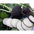 thumbnail image 5 of Scarborough Seeds Black Spanish Radish (Raphanus sativus) 100 Vegetable Seeds-Organic-Heirloom- Non-GMO Full Sun, 5 of 5