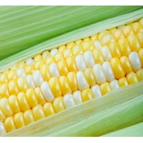 Peaches and Cream Sweet Corn Seeds - 30 Seeds